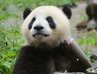 大熊猫也是熊，但它为什么不冬眠？_DAZUI123