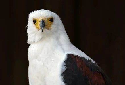 淘宝再出逆天工具，“龙虾”开启内测，300万运营慌了_DAZUI123