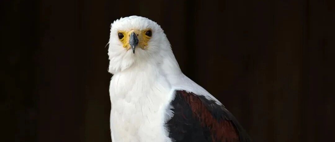 淘宝再出逆天工具，“龙虾”开启内测，300万运营慌了_DAZUI123